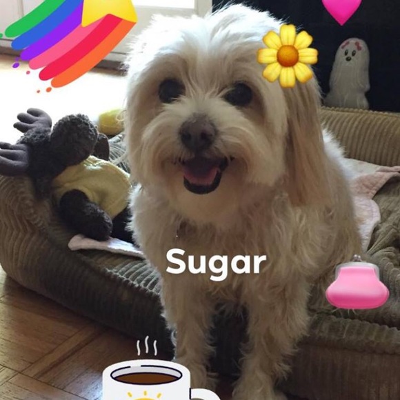 Bundle 3 dog 🐶 items for 10% off / read m… - Picture 4 of 16